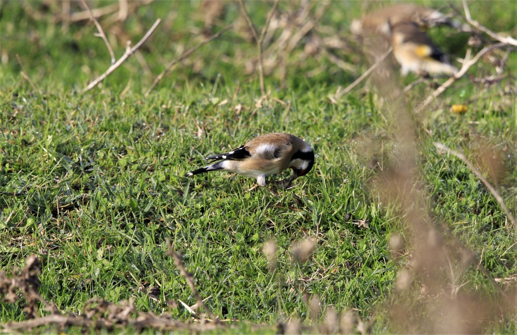 European Goldfinch