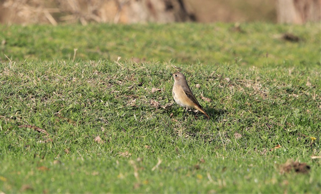 Common Redstart