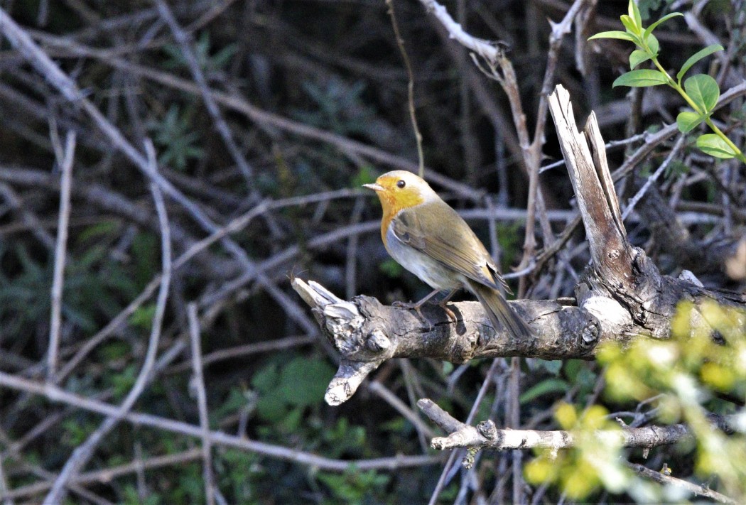 European Robin