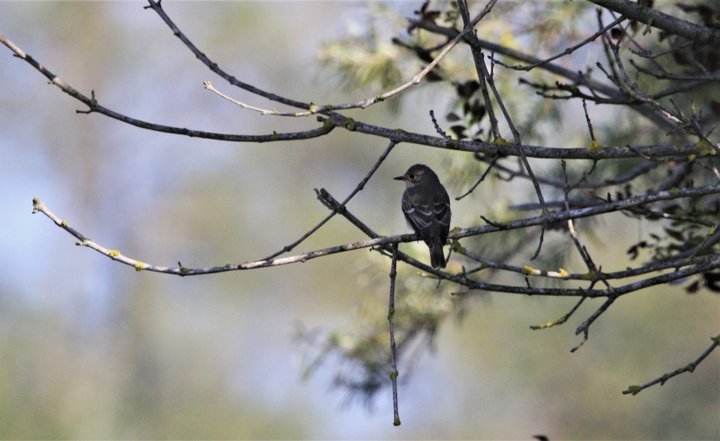 Spotted Flycatcher