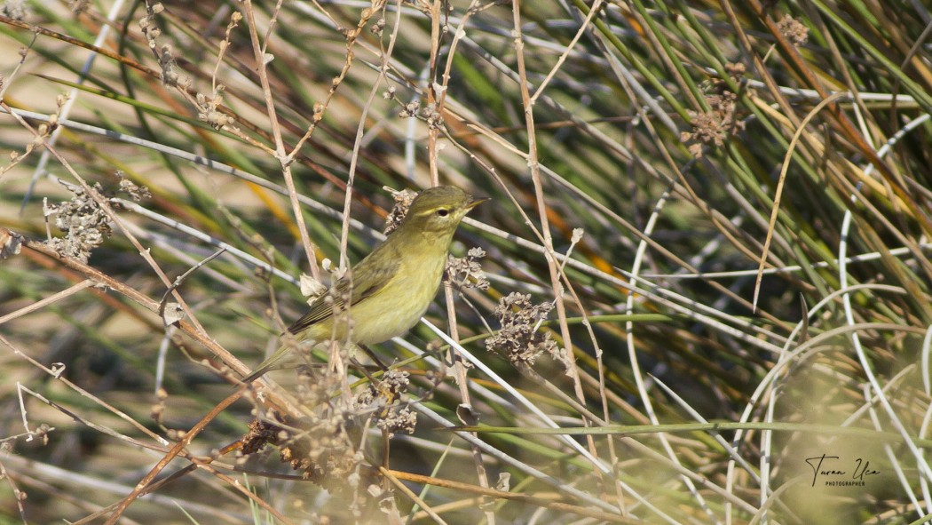 Willow Warbler