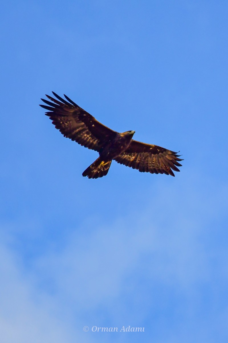 Golden Eagle
