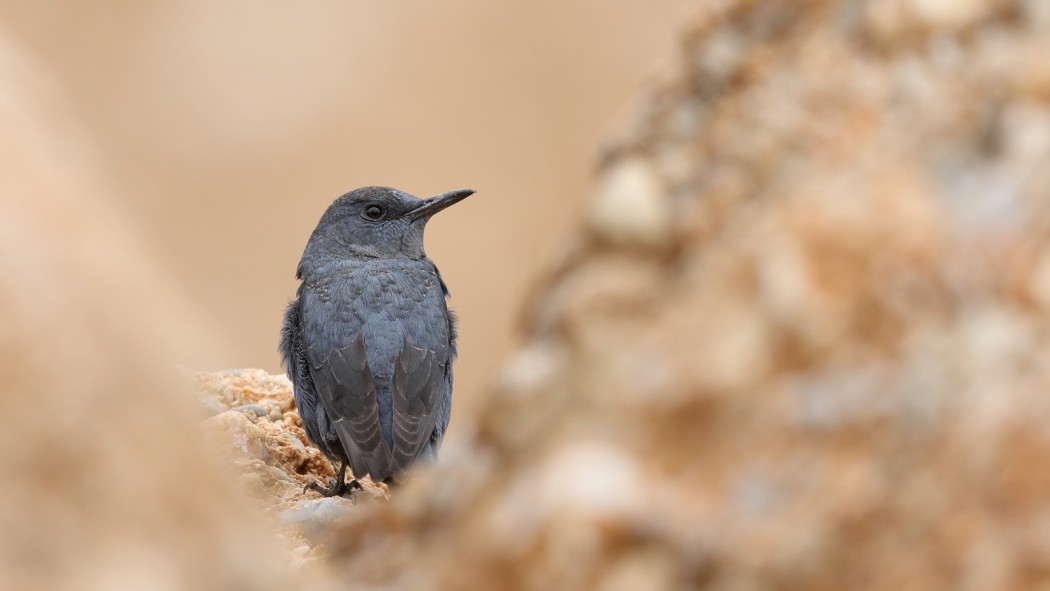 Blue Rock Thrush