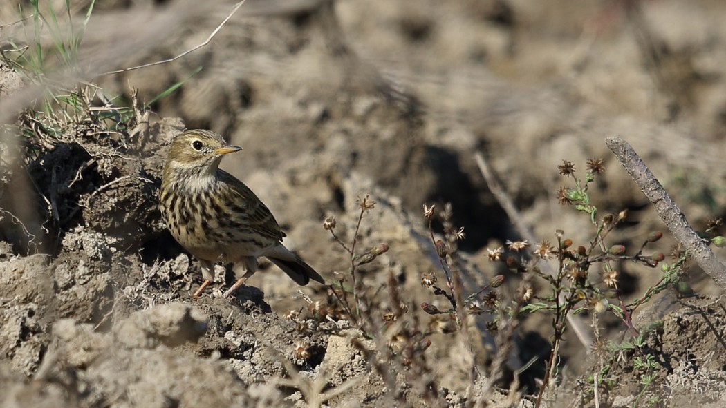 Meadow Pipit