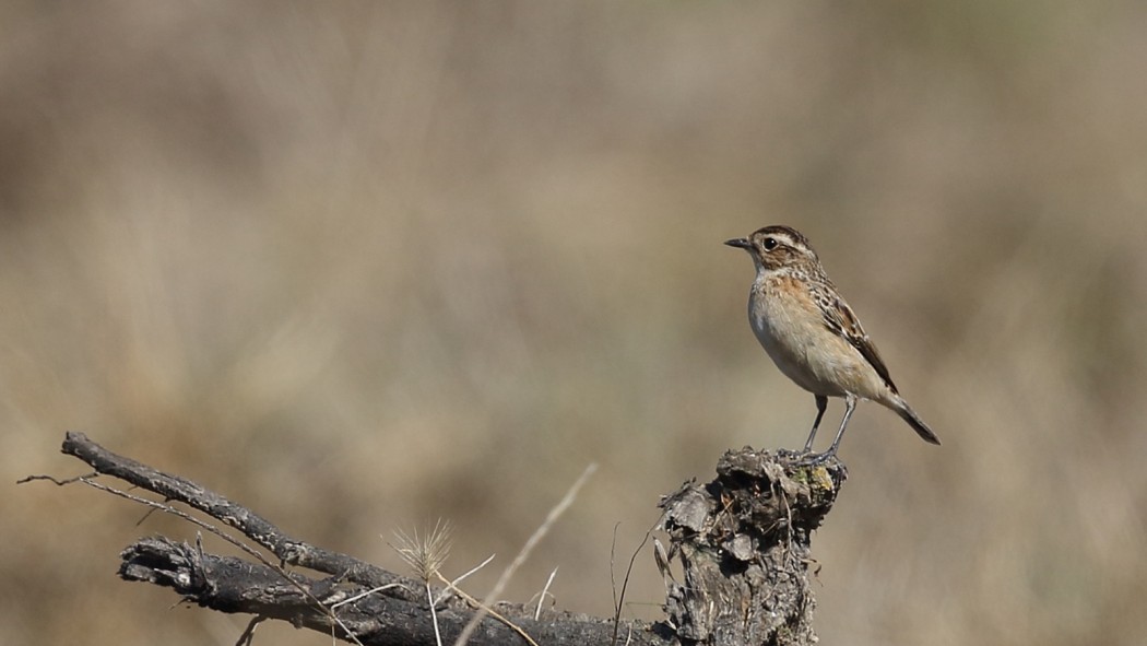 Whinchat