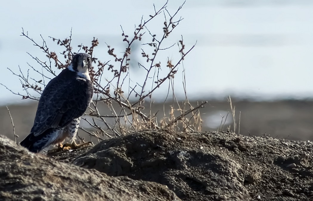 Eurasian Sparrowhawk