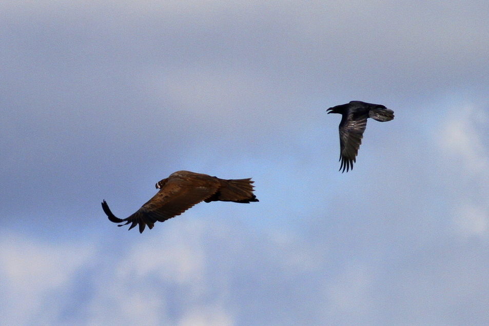 Cinereous Vulture