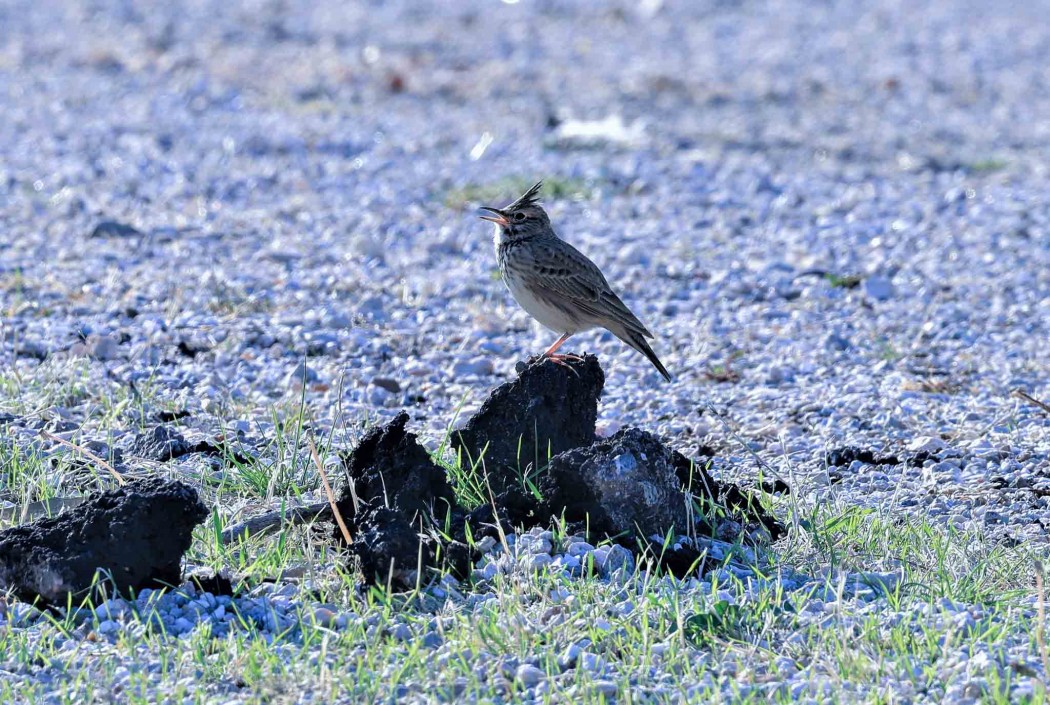 Crested Lark