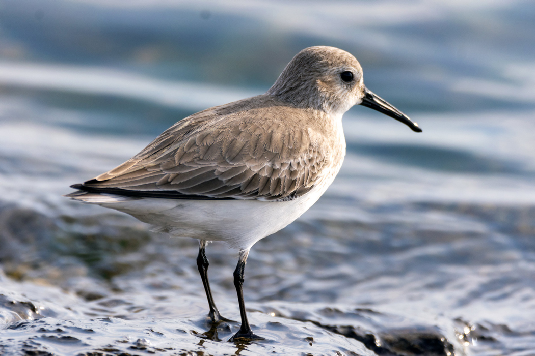 Dunlin