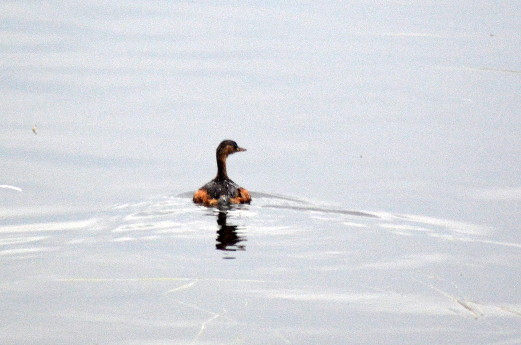 Little Grebe