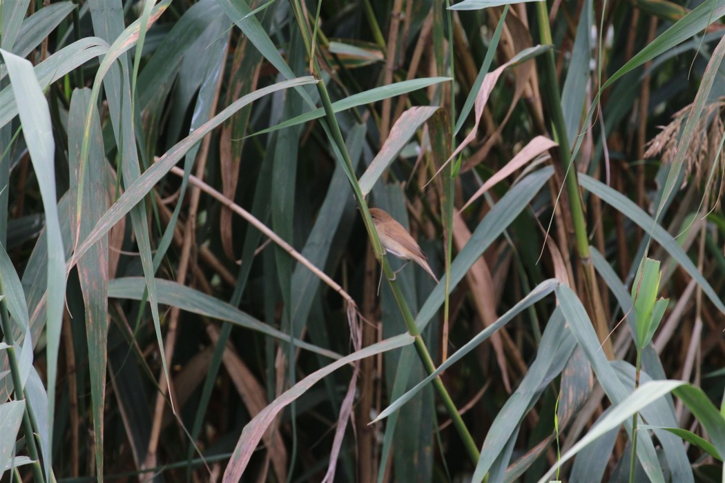 Common Reed Warbler