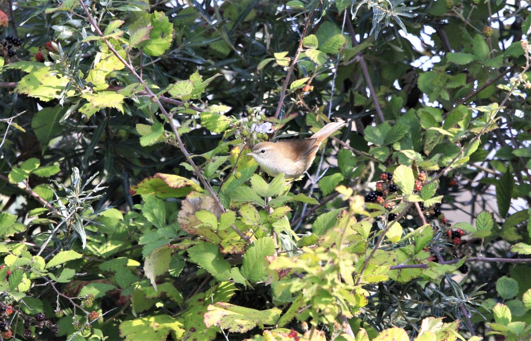Cetti`s Warbler