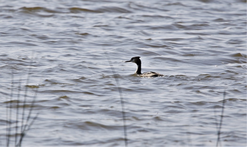 Great Crested Grebe
