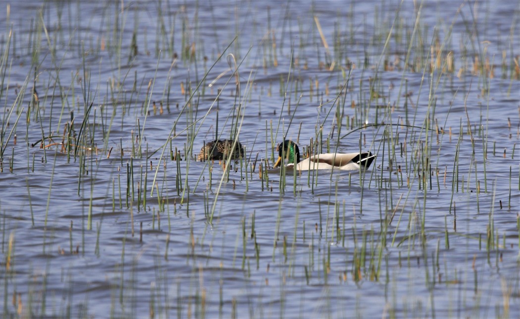 Mallard