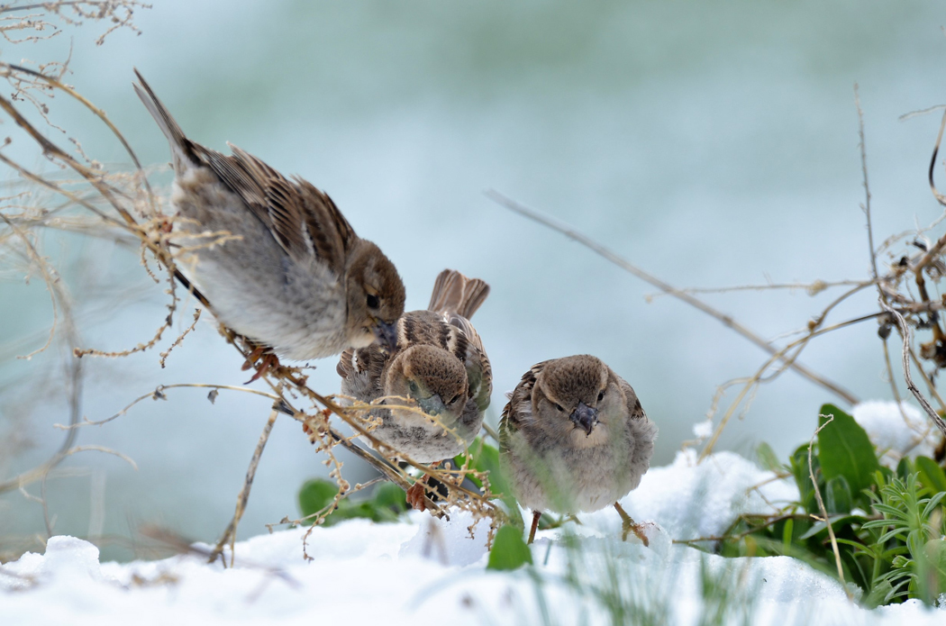 House Sparrow
