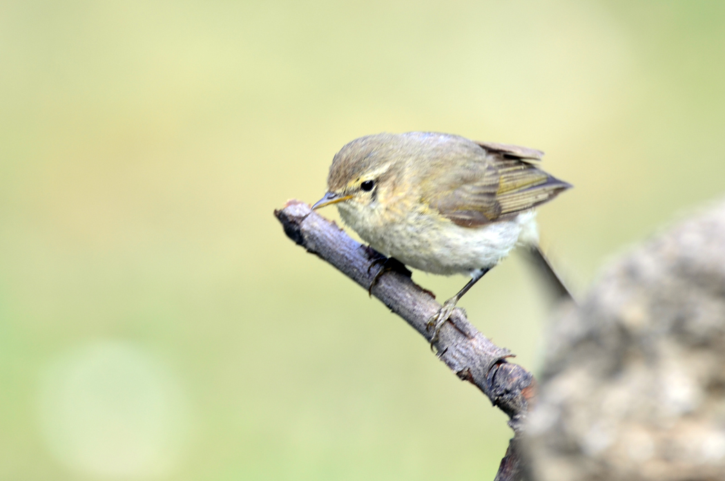 Common Chiffchaff