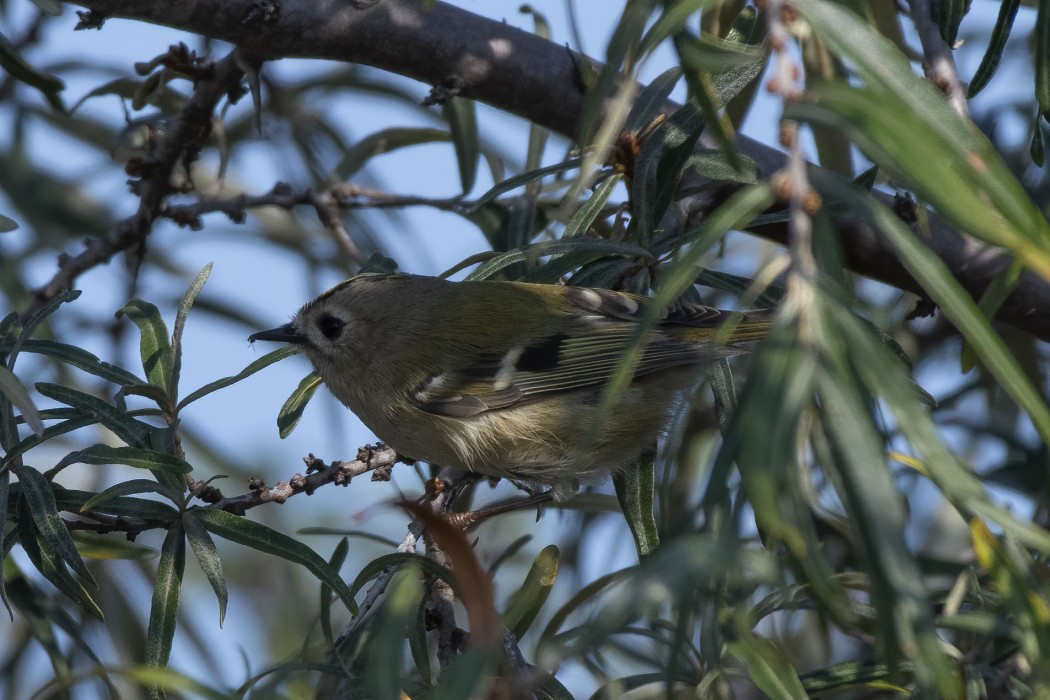 Goldcrest