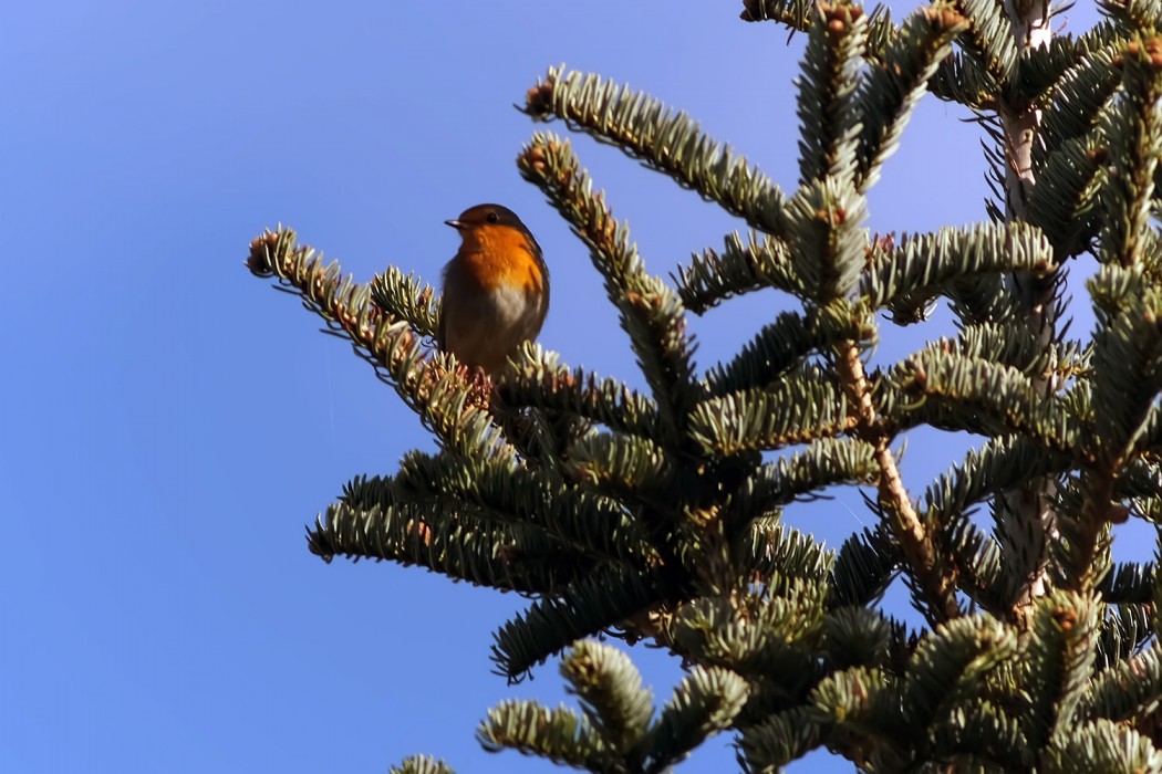 European Robin