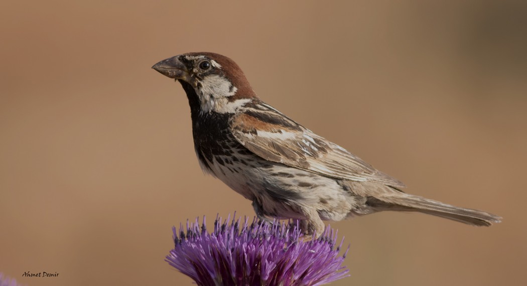 Spanish Sparrow