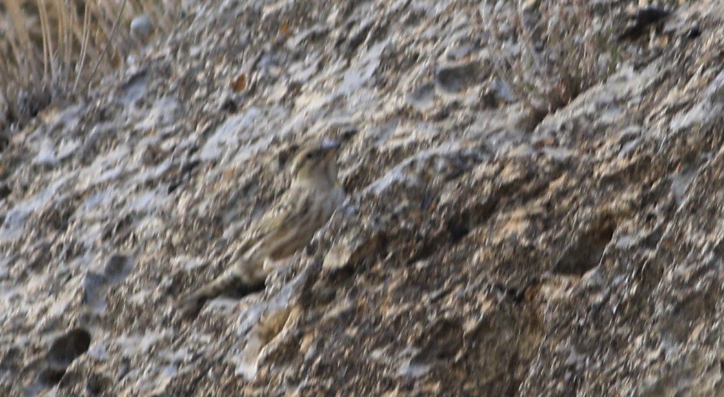Rock Sparrow