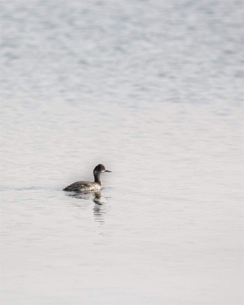 Black-necked Grebe