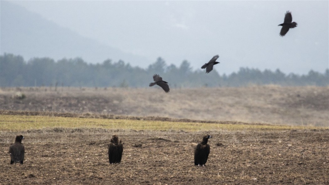 Northern Raven