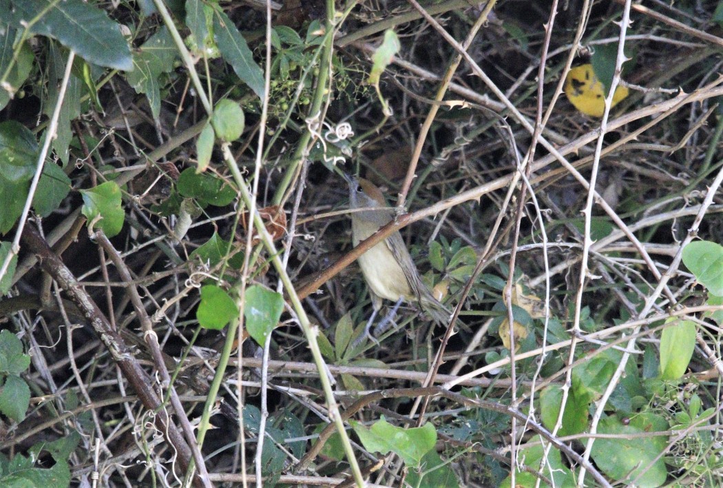 Eurasian Blackcap