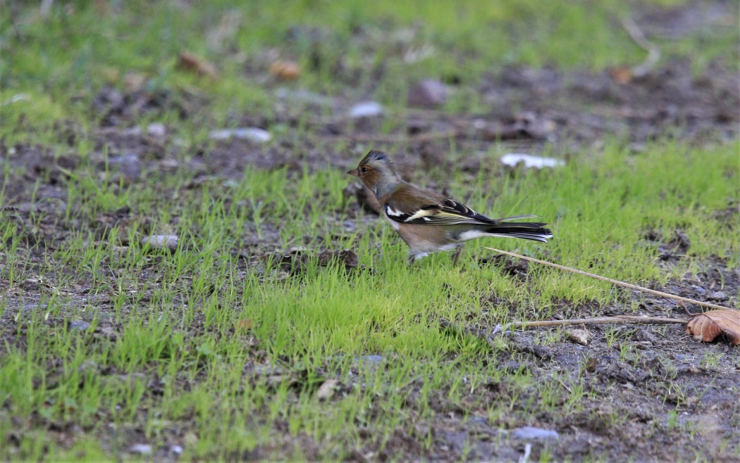 Common Chaffinch