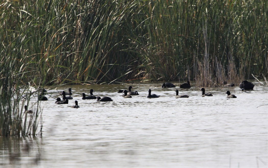 Eurasian Coot