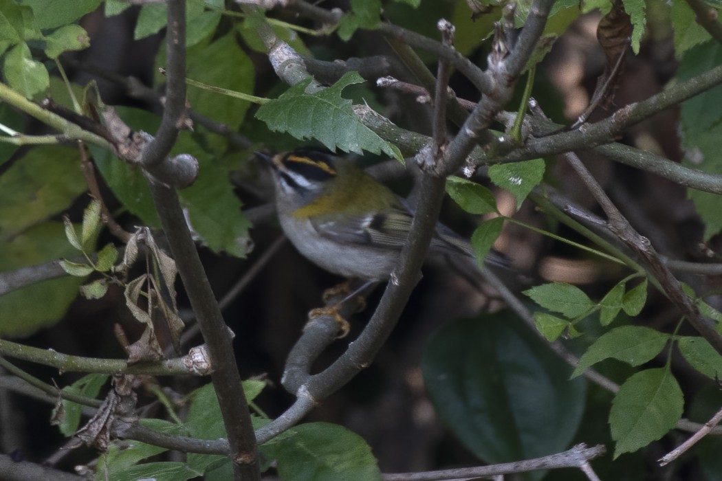 Common Firecrest