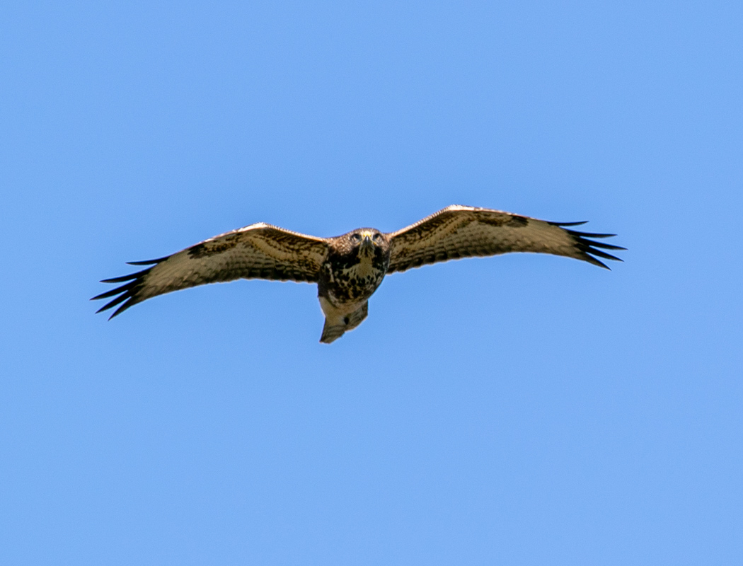 Common Buzzard