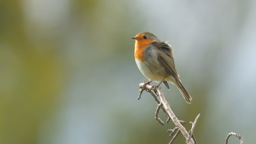 European Robin