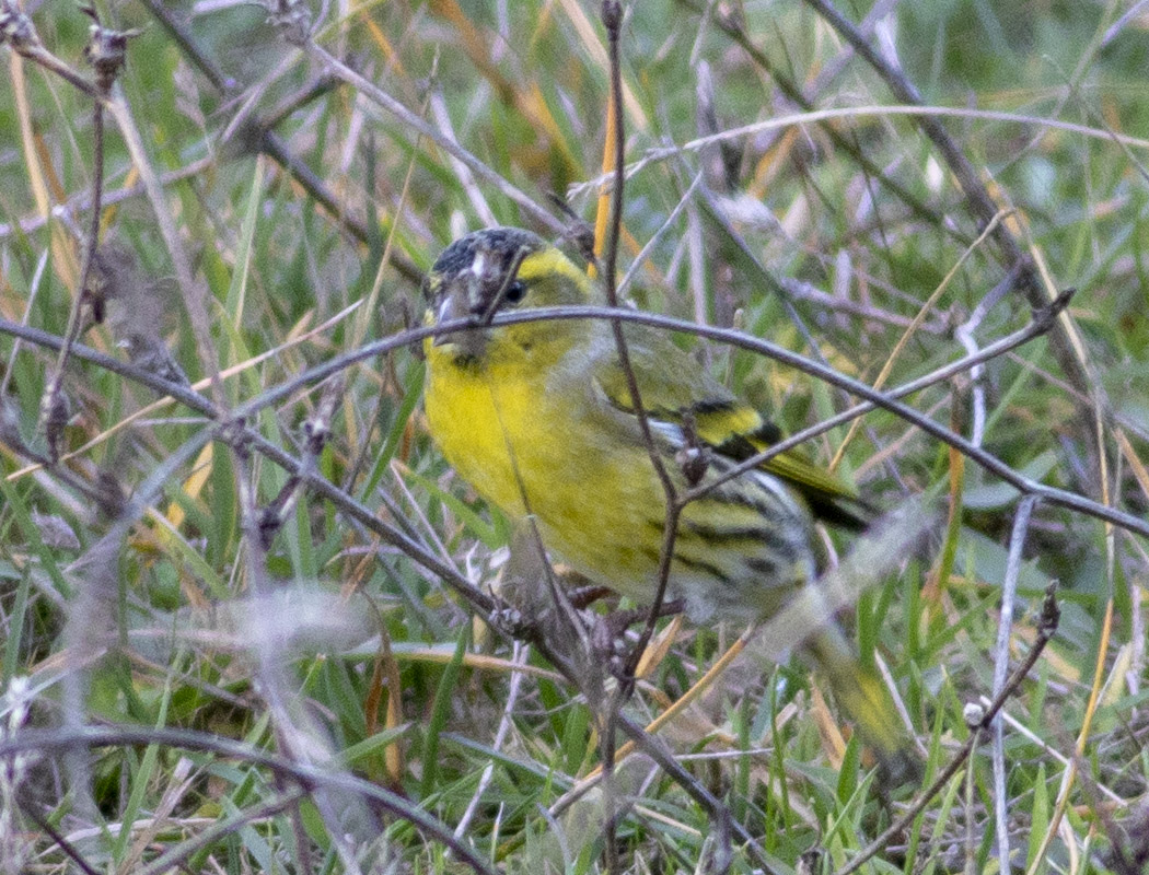 Eurasian Siskin
