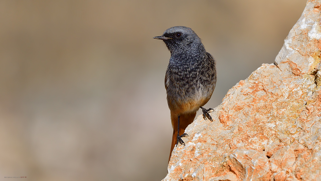 Black Redstart