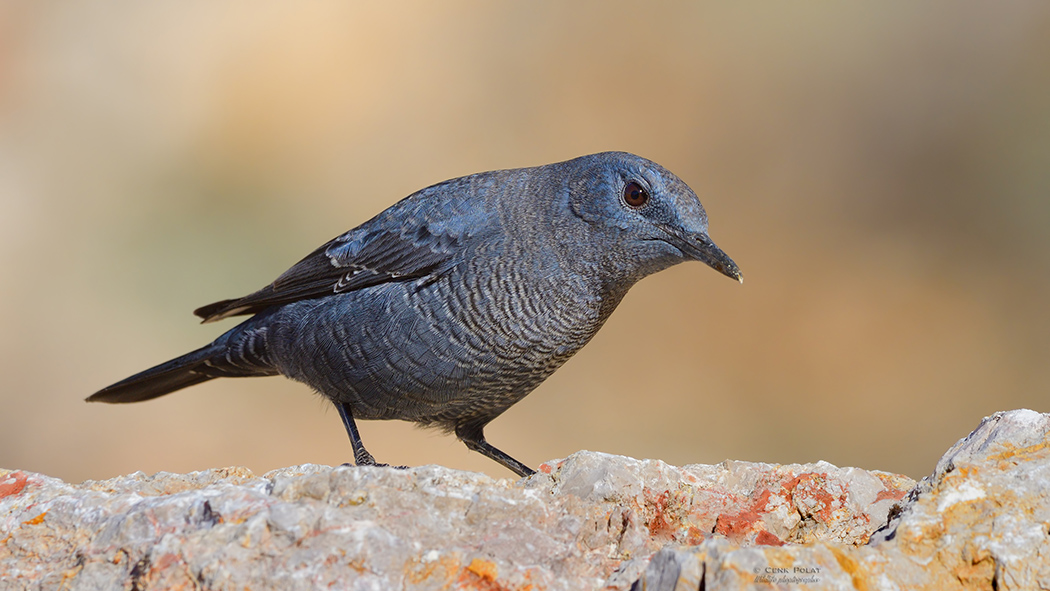 Blue Rock Thrush