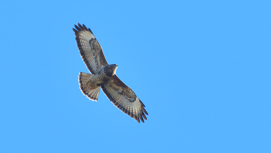 Common Buzzard