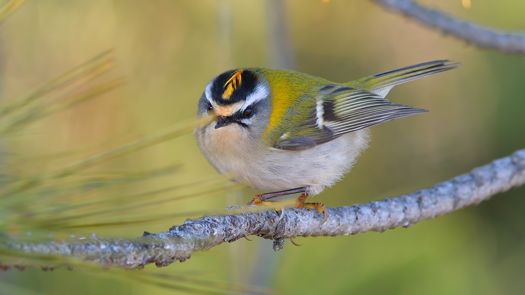 Common Firecrest