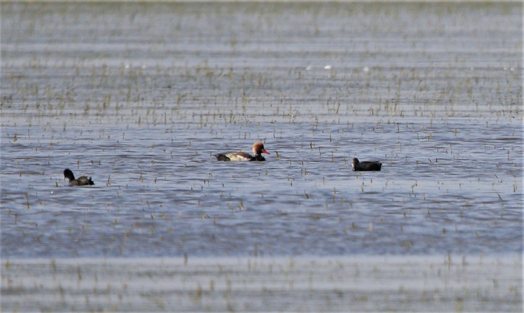 Red-crested Pochard