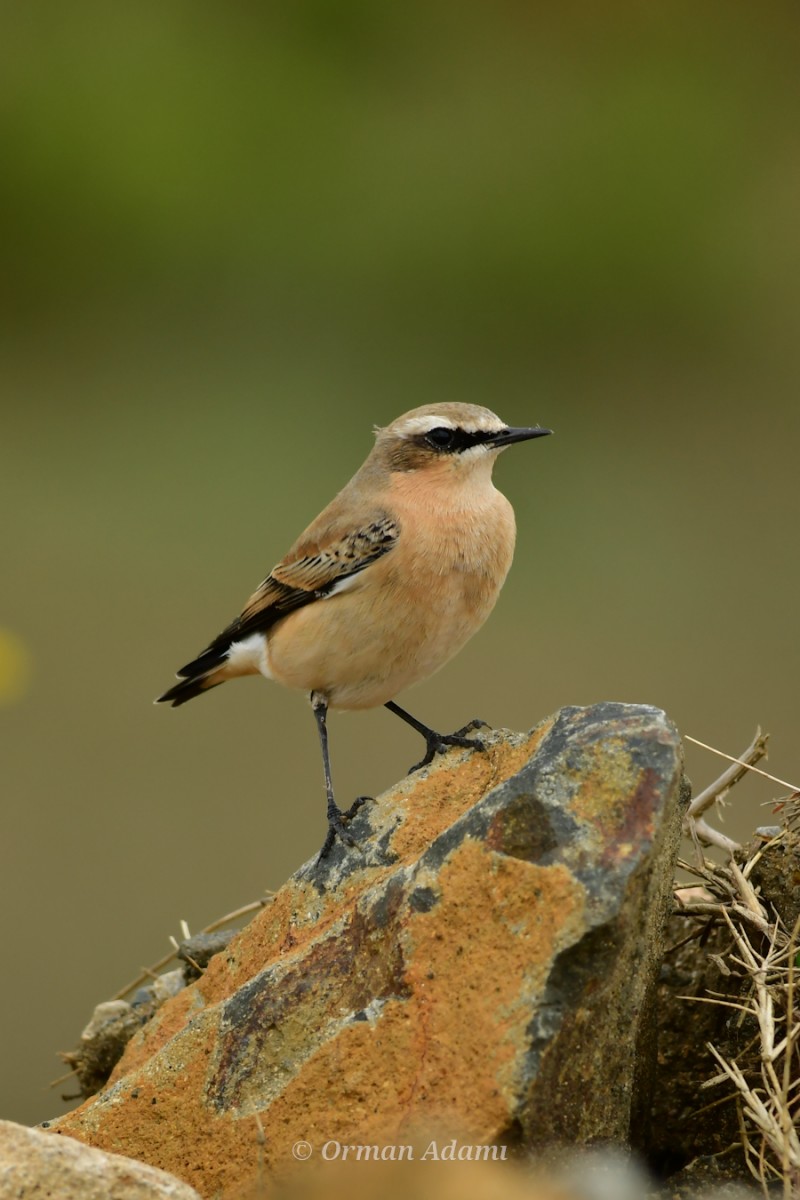 Northern Wheatear