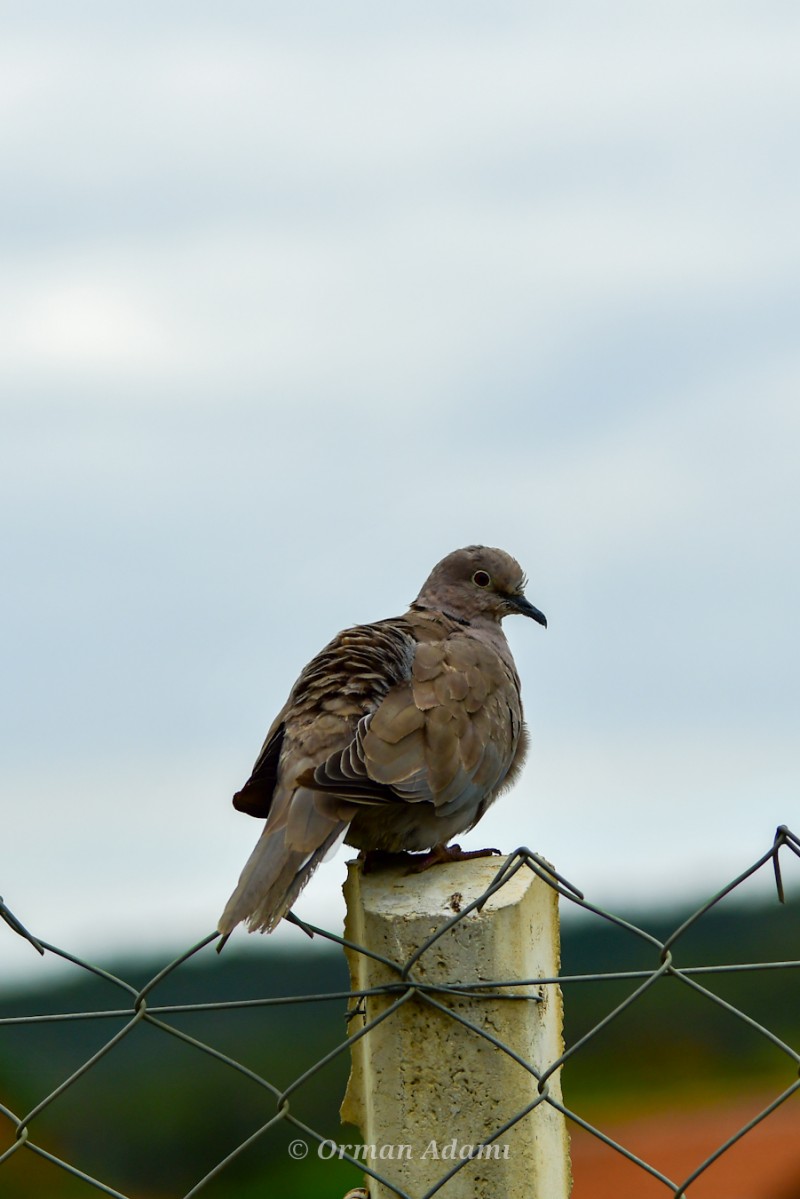 Eurasian Collared Dove