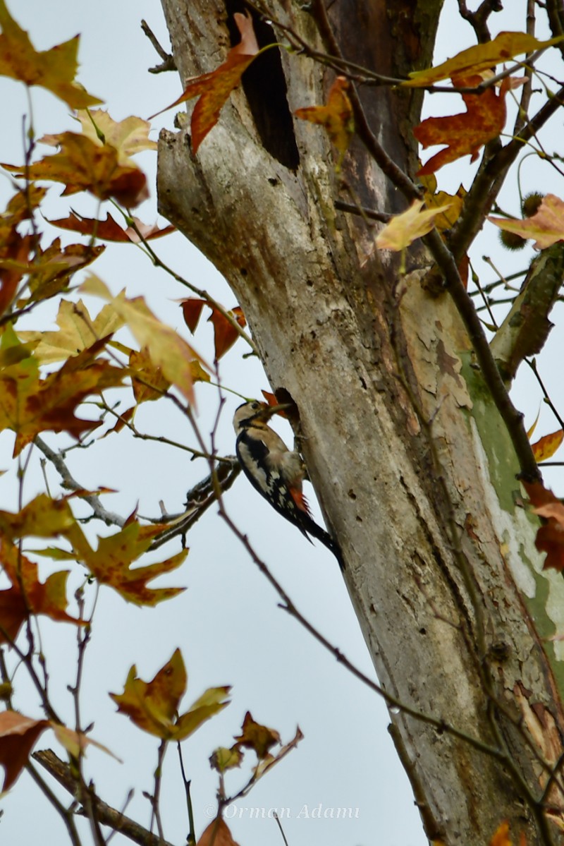 Syrian Woodpecker