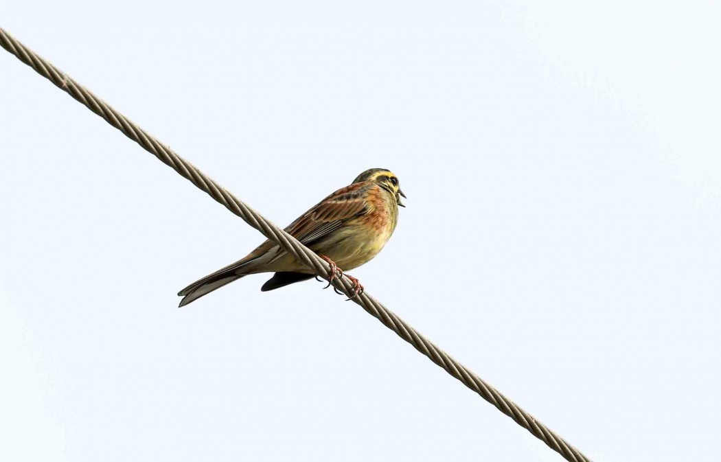 Cirl Bunting