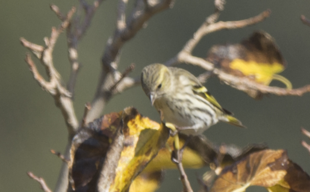 Eurasian Siskin