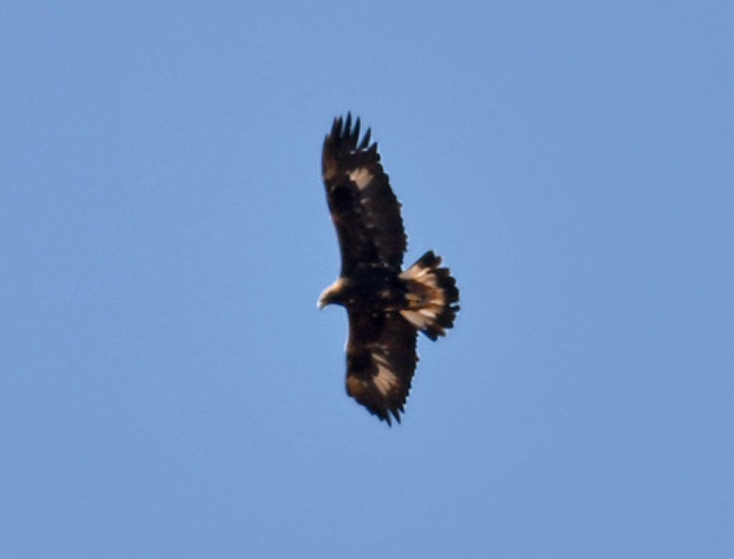 Golden Eagle