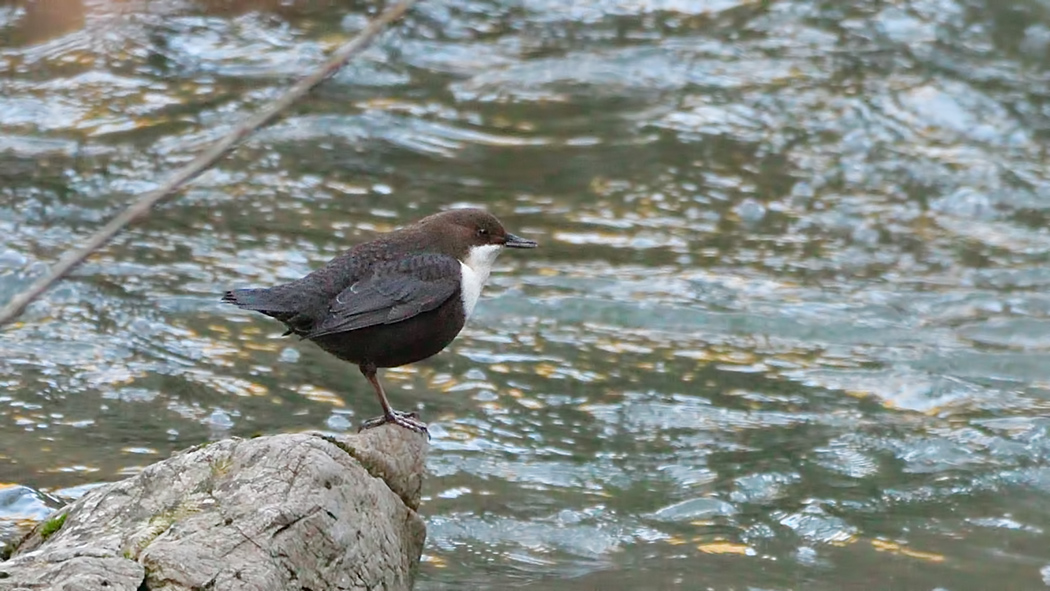 White-throated Dipper