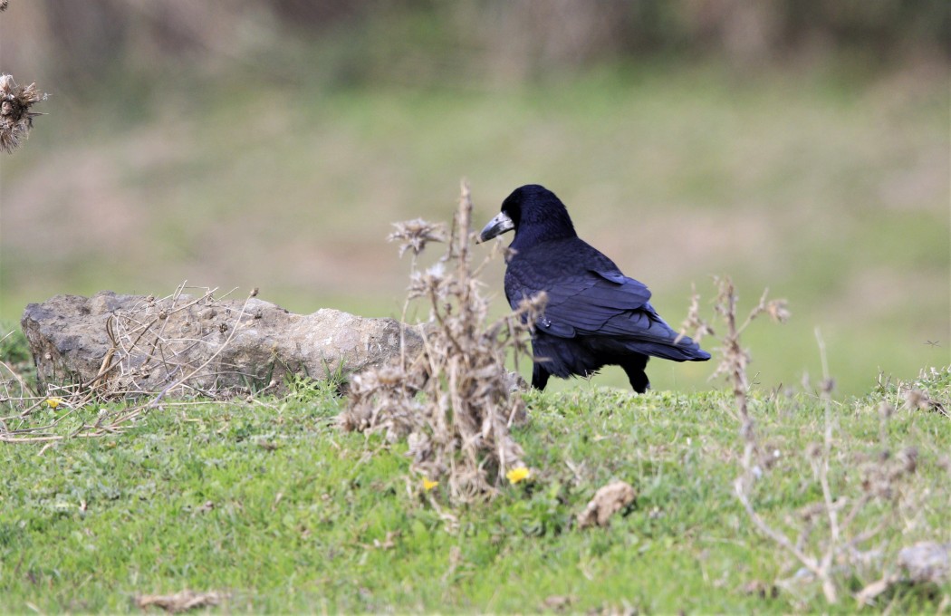 Rook