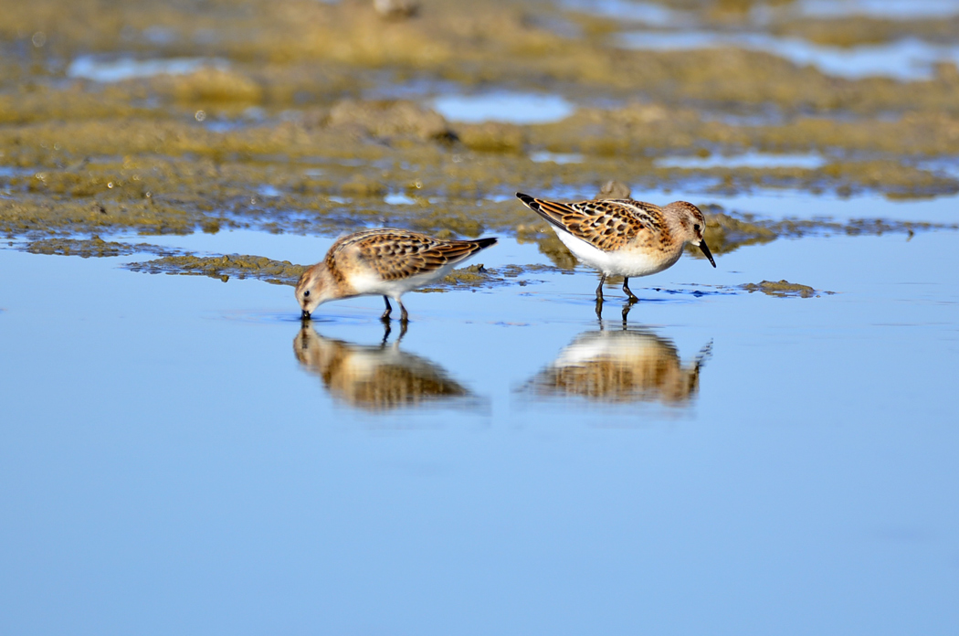 Little Stint