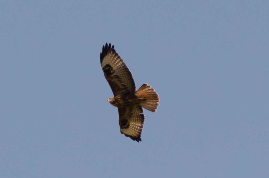 Common Buzzard