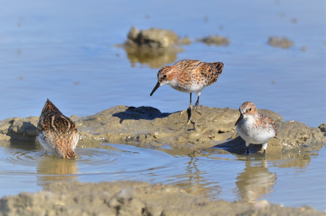 Little Stint