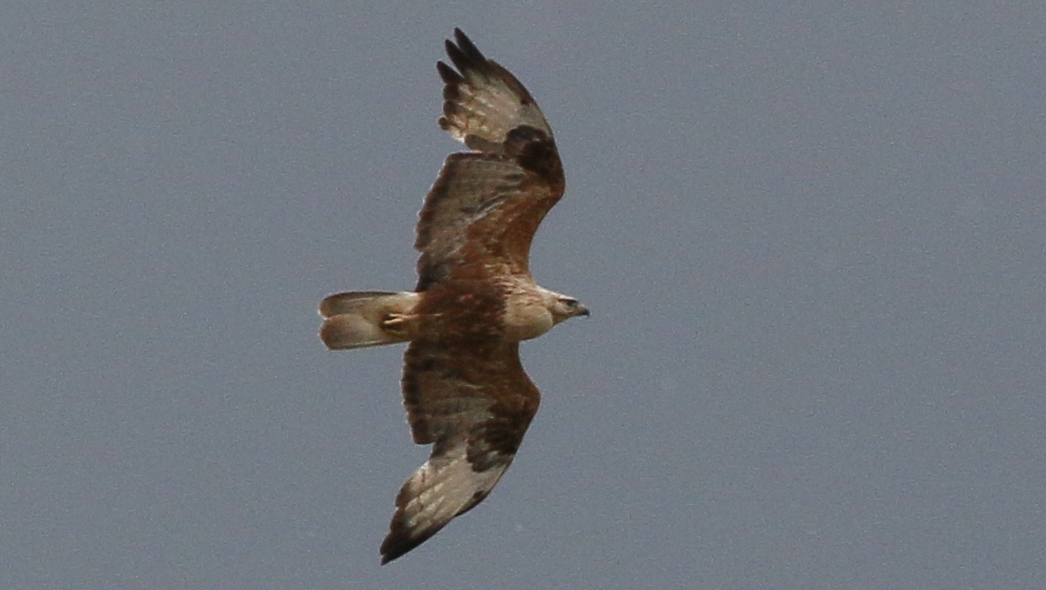 Long-legged Buzzard